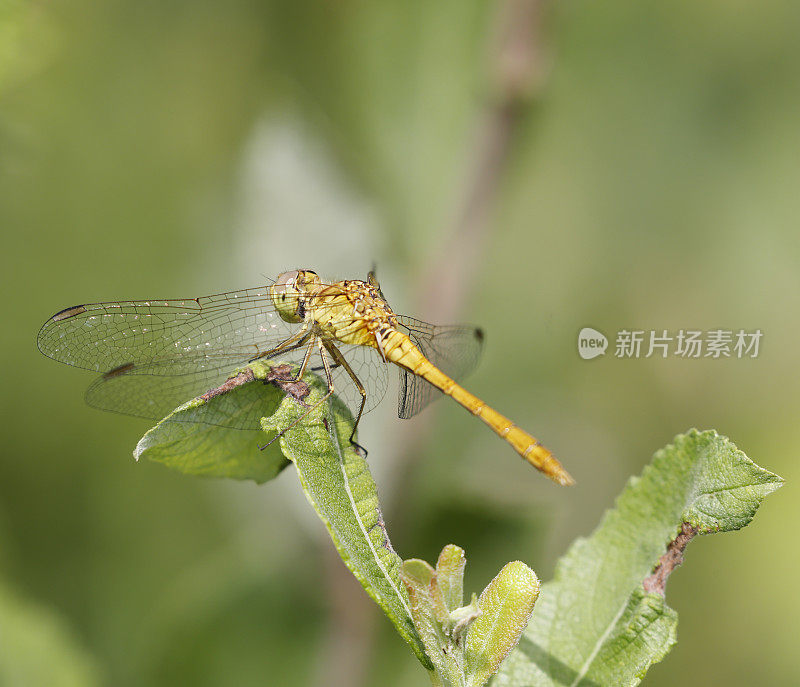 南方蜻蜓(学名:Sympetrum meridionale)雌性